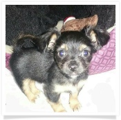 B-MO the black and tan long hair male Chihuahua in his Happy Home!
