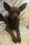 Bentley - Blue Short Hair Chihuahua Male