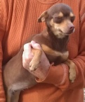 Coco - Chocolate and Tan Short Hair Female Chihuahua