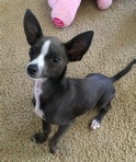 Diesel the blue short hair male chihuahua from chihuahuasoftexas.com in his Happy Home!